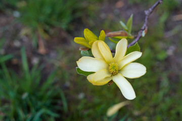 Fototapeta na wymiar Yellow magnolia flower
