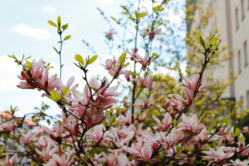 Pink magnolia 