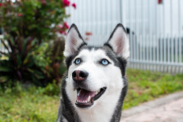 Siberian Husky portrait with open mouth on a summer day. Dog portrait. Husky breed. Blue-eyed dog.  Beautiful Siberian husky black and white color with blue eyes.