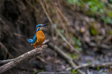 Wildlifeaufnahme eines Eisvogels in seinem Habitat.