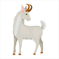 Fluffy goat. A goat with horns. Cute animal. Livestock, animal, Farming. Farm. Vector illustration isolated on white background.