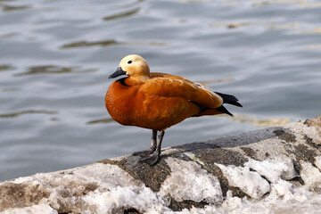 The ruddy shelduck standing on the on the stone snowy parapet near the water