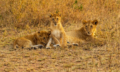 Lion family staring in the Savannah at sunset. Serengeti National Park, Tanzania.