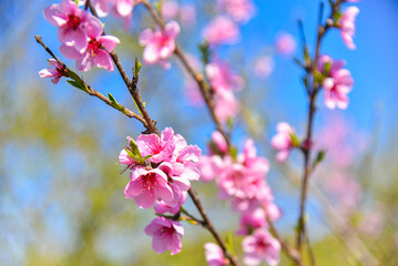 Pink flowers on the branch cherry blossom against a blue sky.