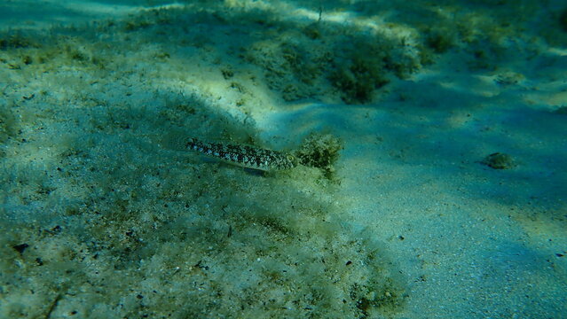 Rock goby (Gobius paganellus) undersea, Aegean Sea, Greece, Halkidiki