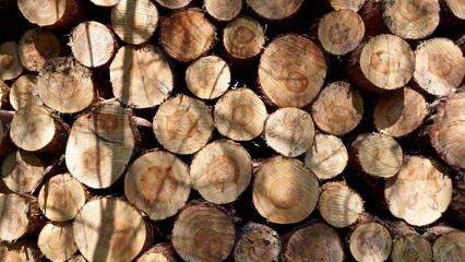 cut tree trunks wooden wallpaper

