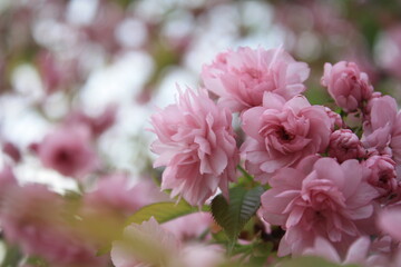 Delicate pink sakura blossom. Spring flowering trees.