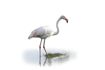 Fotobehang graceful white heron standing in a peaceful body of water. Generative AI © 2rogan