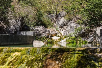 Poster de jardin Paysages Baobab Grove near Salalah, Sultanate of Oman  © dadamira