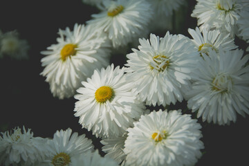 Daisy, Chamomile Flower. Beautiful daisy background.