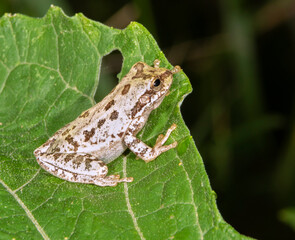 Spotted chorus frog (Pseudacris clarkii) hiding on a leaf, Brazos Bend State Park, Texas, USA