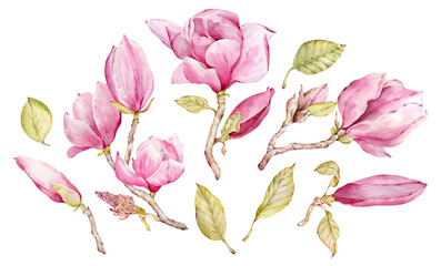 Hand-drawn watercolor pink magnolia flowers. Pink flowers and leaves clipart.