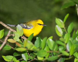 The blue-winged warbler (Vermivora cyanoptera)