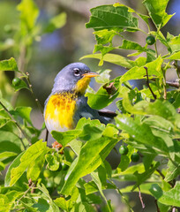 
Northern parula (Setophaga americana) in a tree during spring migration in Galveston, Texas