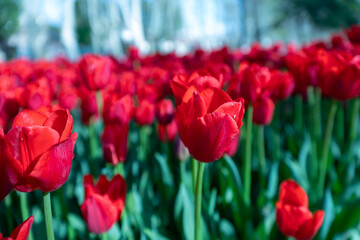 field of tulips