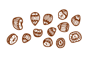 Group of hazelnuts, hand drawn sketch.  Can be used for menu, packaging, design.