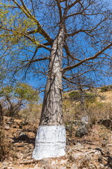 Baobab Grove near Salalah, Sultanate of Oman