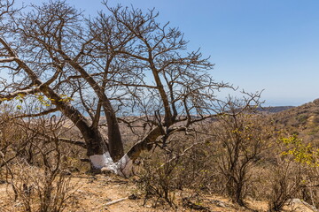 Baobab Grove near Salalah, Sultanate of Oman