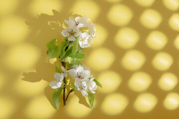 Branch of pear flowers on a yellow background. Shadow pattern with geometric pattern. Spring concept. View from above.