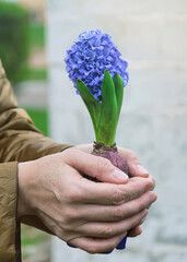 A person holds a hyacinth in her hands, selective focus.