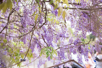 Wisteria in Charleston