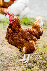 close up of chicken, Rooster chicken walks along, free range poultry