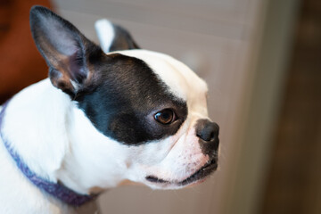 Boston Terrier dog portrait. Her face is in profile.