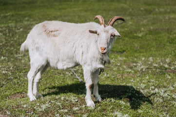 Fototapeta premium A white, curly goat grazes in a meadow, a field with green grass on a farm. Animal photography, portrait.