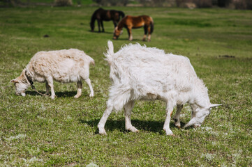 Obraz premium White, curly-haired goats graze in the meadow, eating green grass in the field. Animal photography, portrait, herbivore.