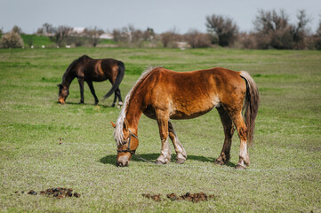 Naklejka na ściany i meble Beautiful young brown horses graze in the meadow at the farm, eating green fresh grass. Animal photography, close-up portrait, nature.