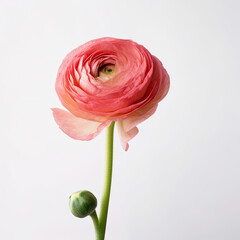red ranunculus on white background