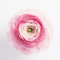 one solo pink  flower ranunculus on a whitebackground, for florists, greenhouse, shop, garden, home , beautiful, detailed, botanical