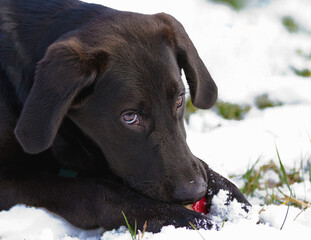 super cute beautiful puppy laying in the snow bite on his toy
