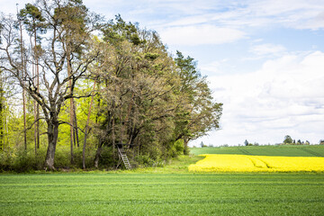 lookout for hunters at spring with 
canola field