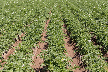 Fototapeta na wymiar Beautiful green potatoes plants with leaves and white flowers are outside on the field