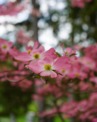 Cherry blossoms watching over a cemetery 