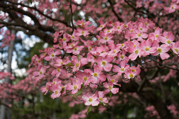 Cherry blossoms watching over a cemetery 