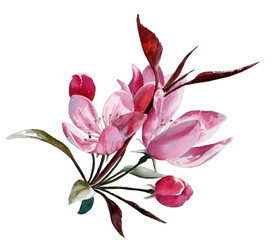 Flowering tree , watercolor illustration