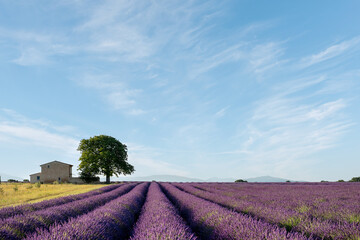 Fototapeta na wymiar Lavender field Summer sunset landscape