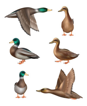 Ducks. Flying birds in wild nature decent vector realistic illustrations of ducks in different poses