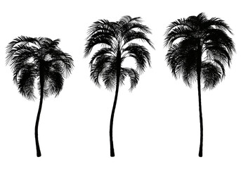Palm tree silhouettes isolated on transparent background. 3D rendering