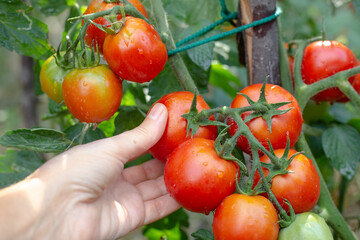 Red ripe tomatoes on a bush after rain. Growing tomatoes in the garden.