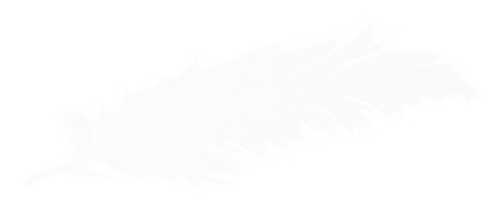 White feather isolated on transparent background