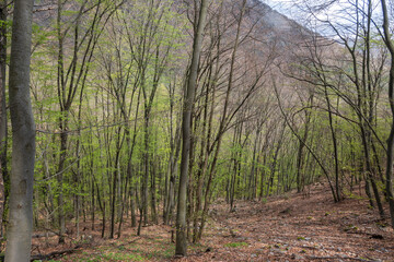 Beech Forest near village of Zasele at Balkan Mountains, Bulgaria