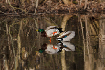 Male Mallards preening at a wetland 