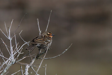 Female red-winged blackbird perched in a tree overlooking a wetland 