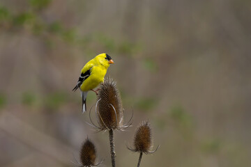 Male American Goldfinch in colorful yellow breeding plumage feeding on a teasel 