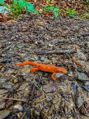 Orange newt on the hiking trail