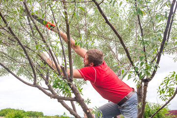 The gardener cuts the branches of a tree on a spring day. Sanitary pruning of trees and crown...