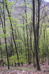 Obraz premium Beech Forest near village of Zasele at Balkan Mountains, Bulgaria
